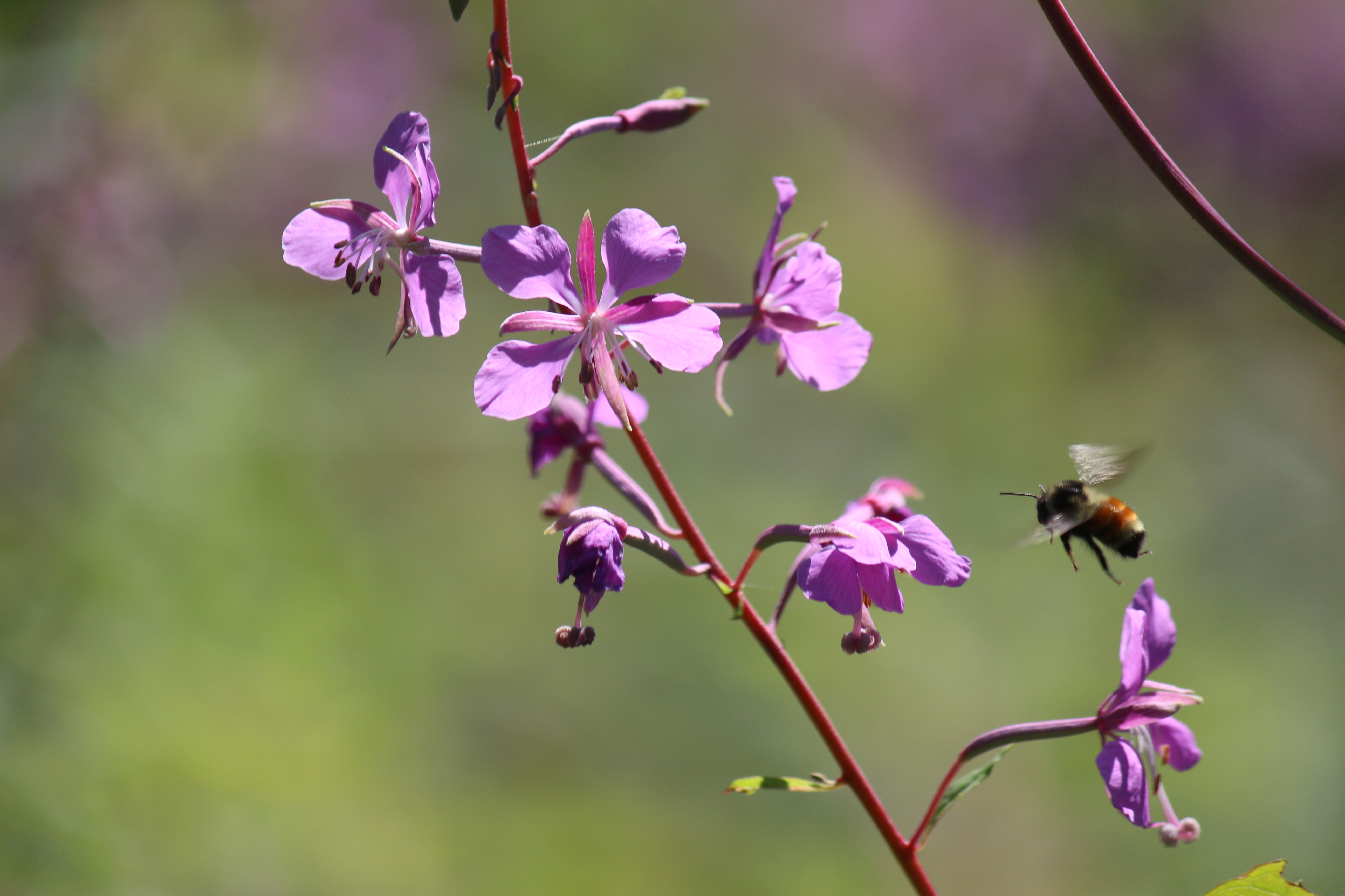 Bumblebee and Flower